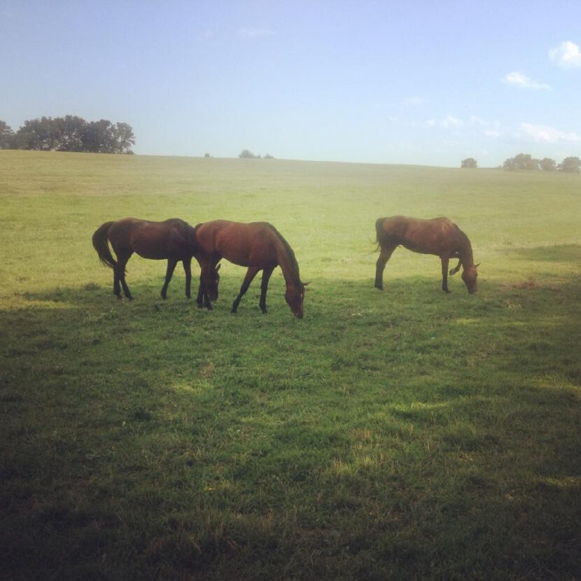 Services Cedarwood Farm Premiere Virginia Horse Retirement Farm