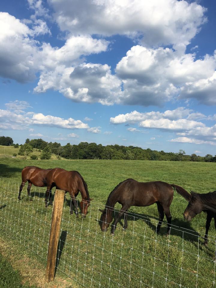 Home Cedarwood Farm Premiere Virginia Horse Retirement Farm