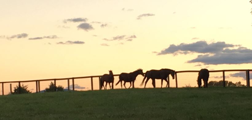 Cedarwood Farm | Premiere Virginia Horse Retirement Farm